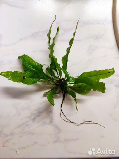 Водоросли для аквариума