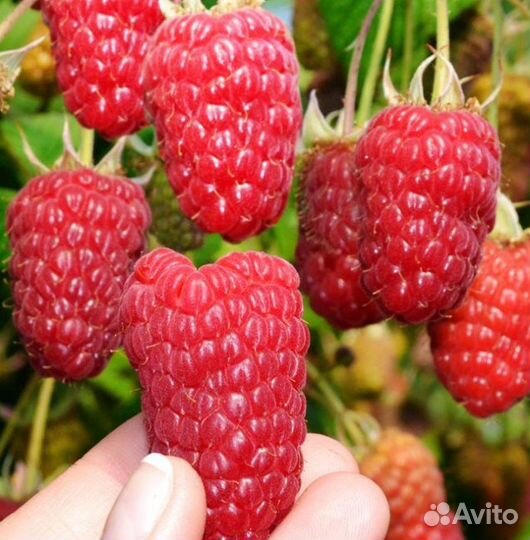 Малина прикопочная, жимолость, клубника