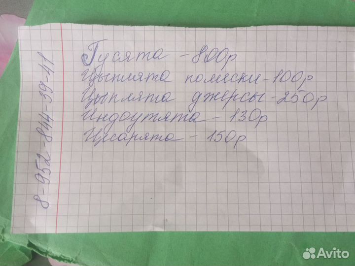 Цыплята джерсы, гусята, индоутята, цесарята