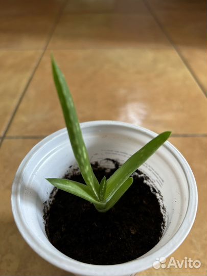 Алоэ вера, фикус бенджамина