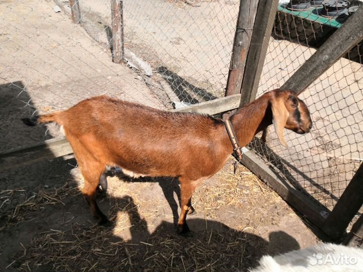 Дойные нубийские козы