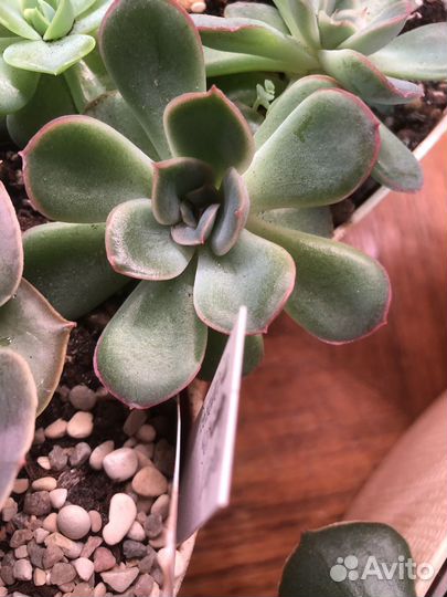 Суккуленты эчеверии листочки