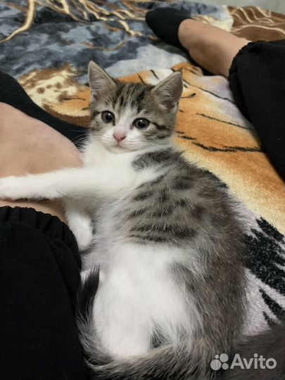 Кошки в добрые руки бесплатно