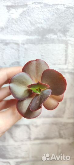 Суккуленты