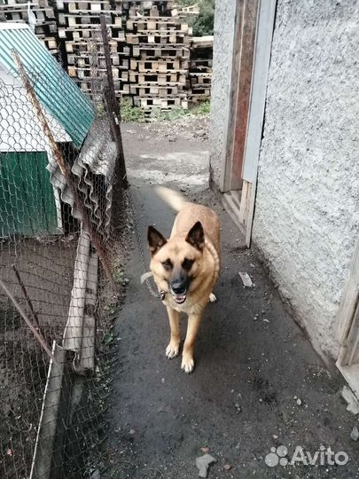 Собака в добрые руки отдам бесплатно