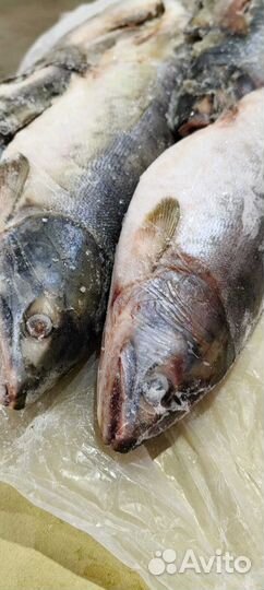 Горбуша приморская мороженая глазированная Н/Р