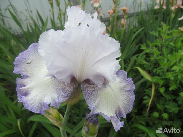 Цветы ирисы