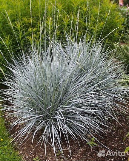 Декоративные злаки