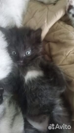 Отдам котёнка в добрые руки