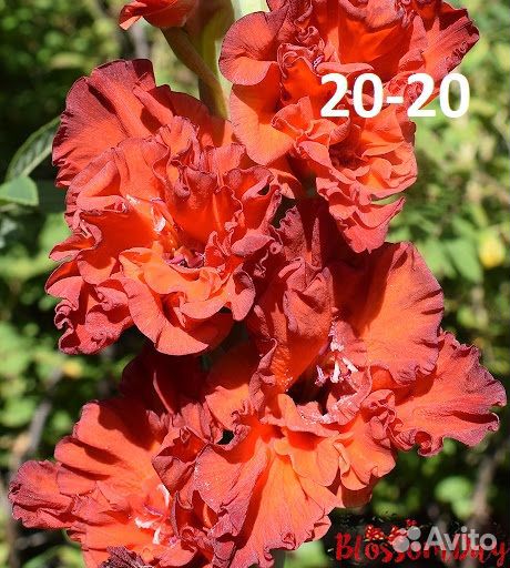 Гладиолусы,лилии,колокольчики и др цвет на посадку