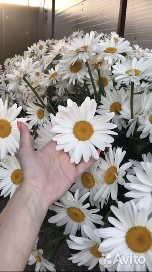 Цветы Ромашка