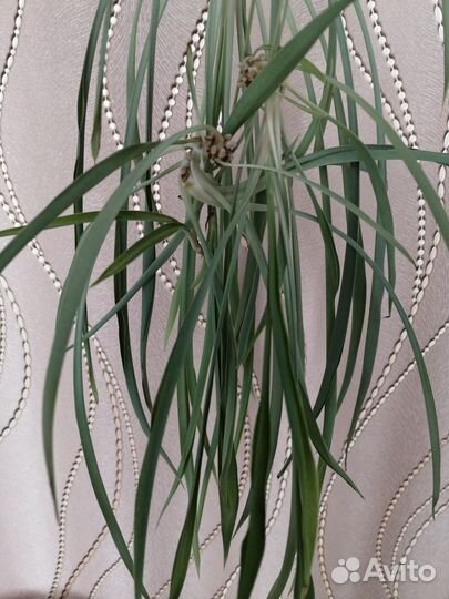 Хлорофитум