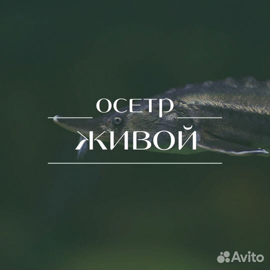 Рыба оптом свежевыловленная