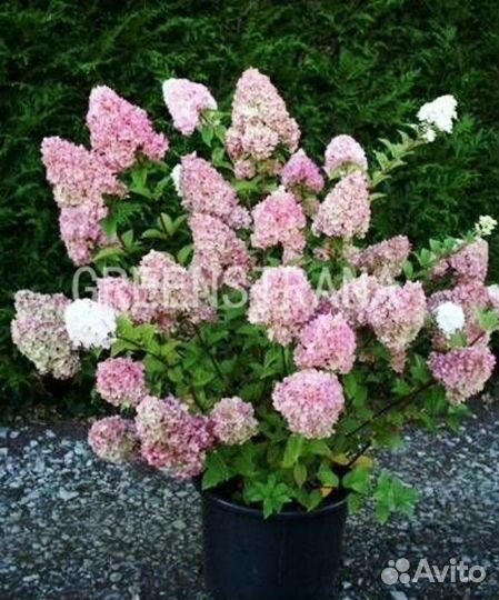 Гортензия метельчатая Sundae Fraise/С3
