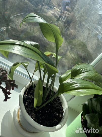 Комнатные цветы