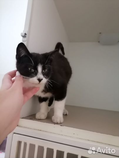 Отдам в добрые руки котёнка (мальчик )