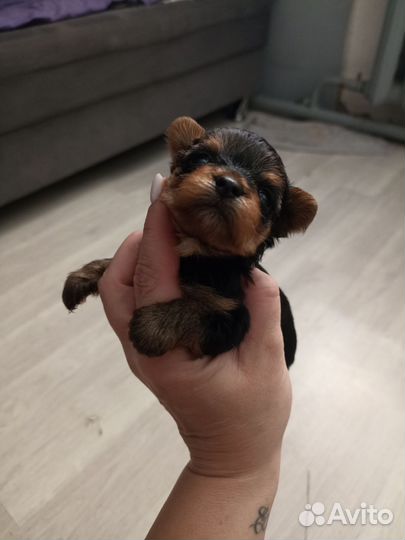 Йоркширский терьер супер мини