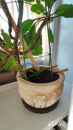 Комнатное растение