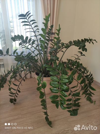 Замиокулькас