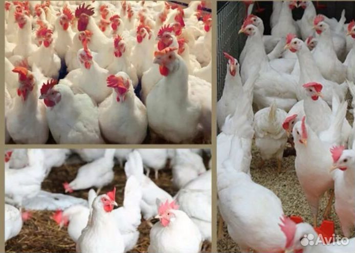 Самые лучшие несушки (заносятся)