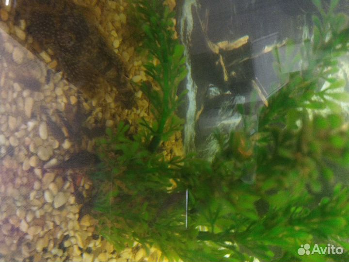Аквариумное рыбки
