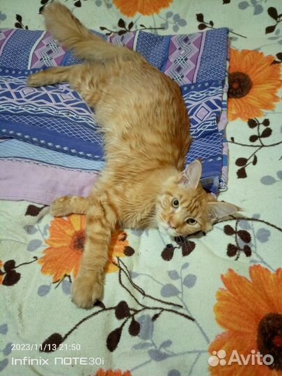 Котята мейн-кун рыжие