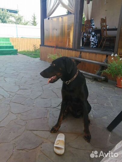 Доберман вязка