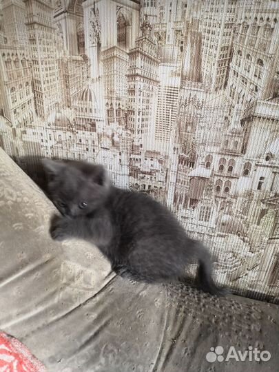 Шотландские котята