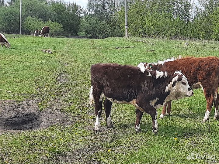 Быки на племя