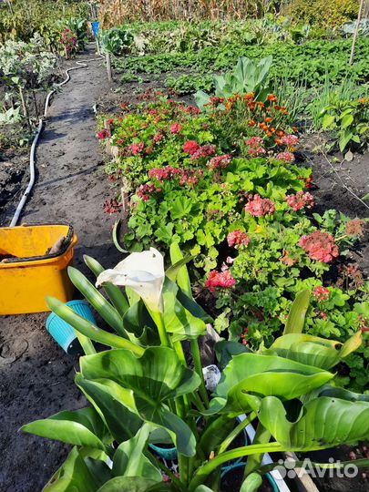 Калла эфиопская