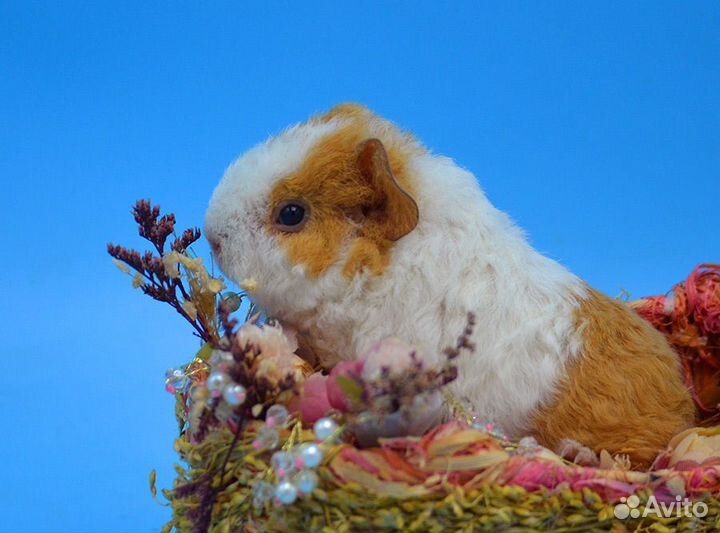 Малыш мальчик морской свинки американский тедди