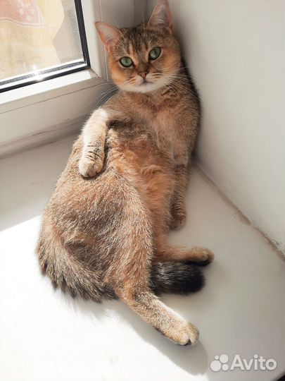 Кошечка британская шиншилла