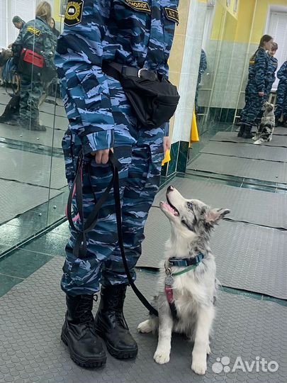 Услуги кинолога, выгул