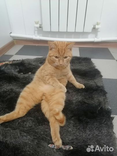 Кот и кошка