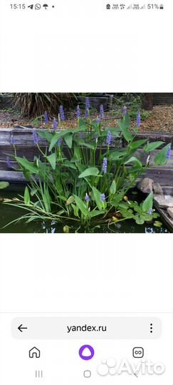 Растения для пруда