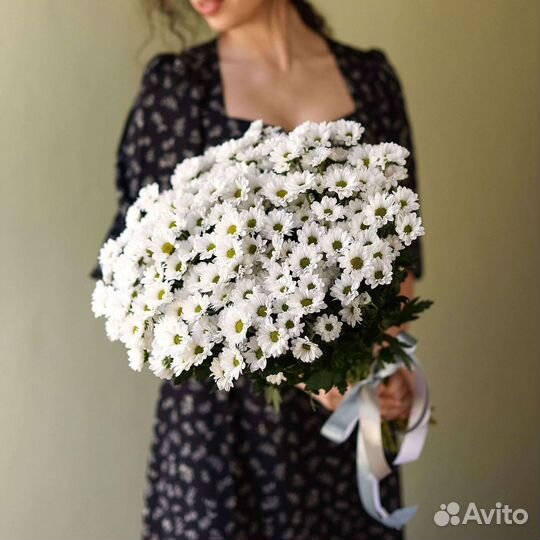 Хризантема