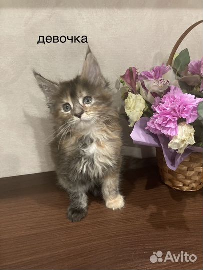 Котята мейн-кун