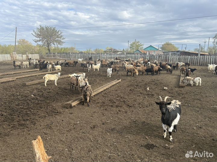 Овцы бараны козы