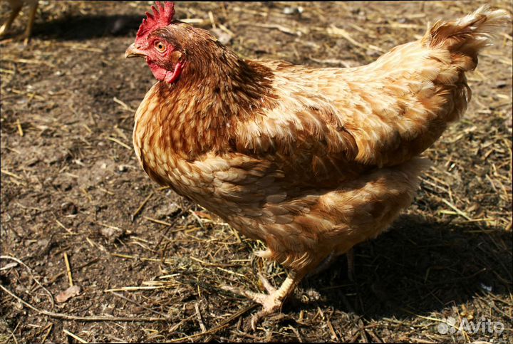 Куры несушки ломан браун