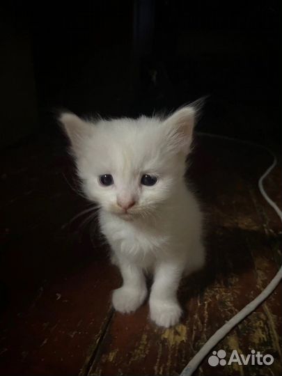 Котята в добрые руки бесплатно