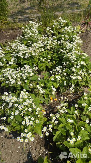 Земляника, клубника, помидоры