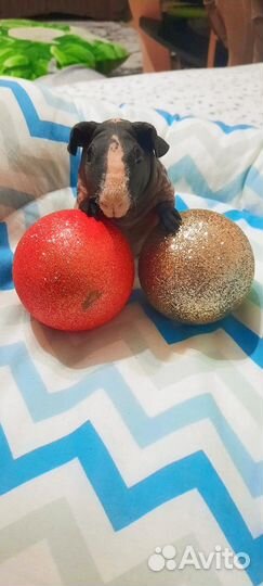 Скинни (Skinny)