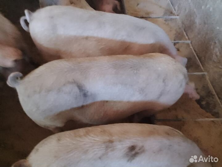 Хряк на племя