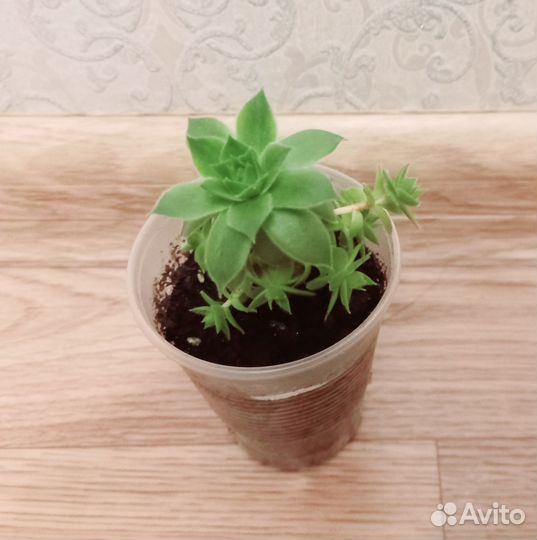 Суккулент, молодило