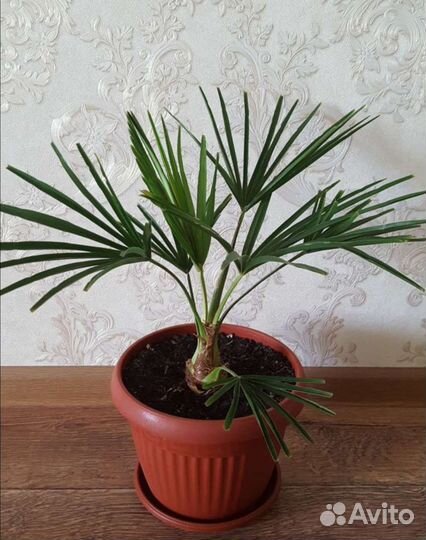 Пальма Трахикарпус