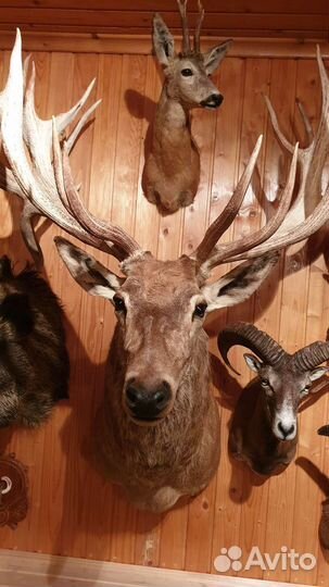 Коллекция чучел