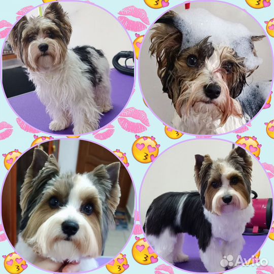 Грумер. Груминг стрижка собак и кошек