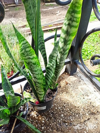 Сансевиерия