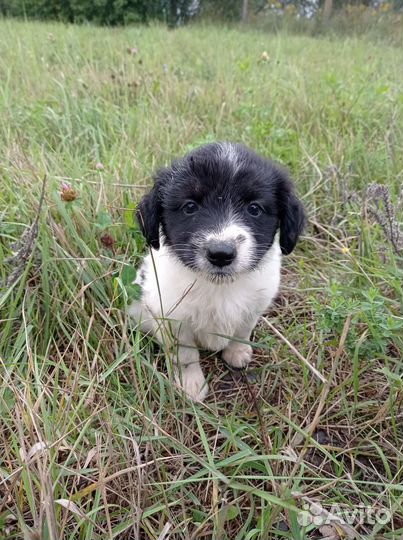 Отдам щенка в добрые руки