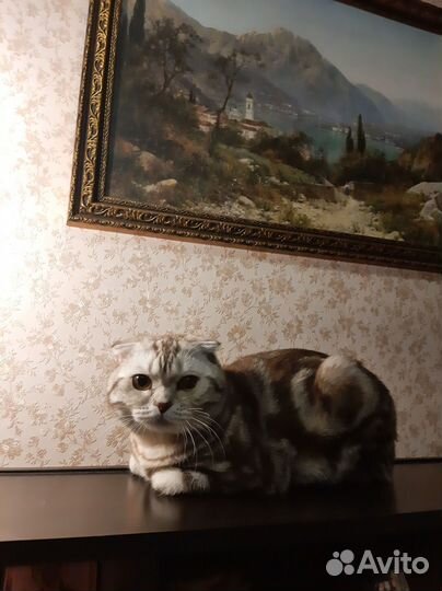 Шотландский кот вязка
